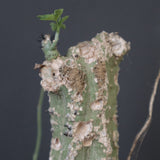 A.アクレアータ 11