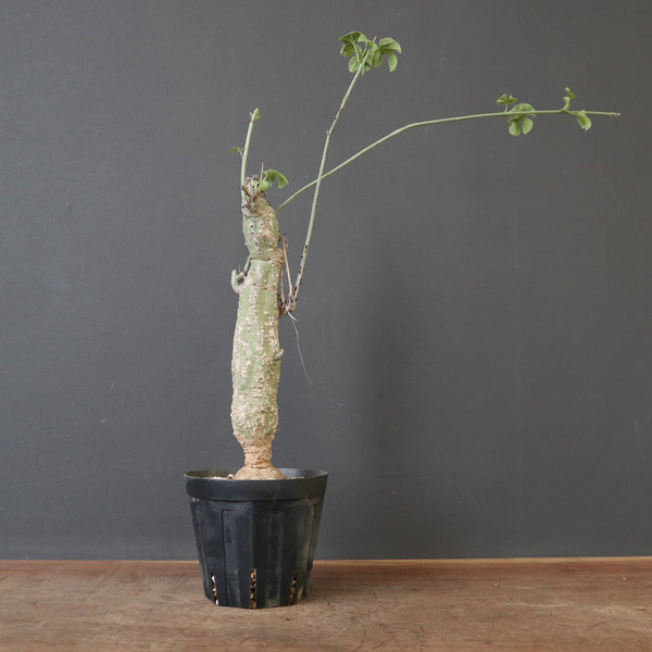 A.アクレアータ 5 – TaiShoDo ONLINE SHOP