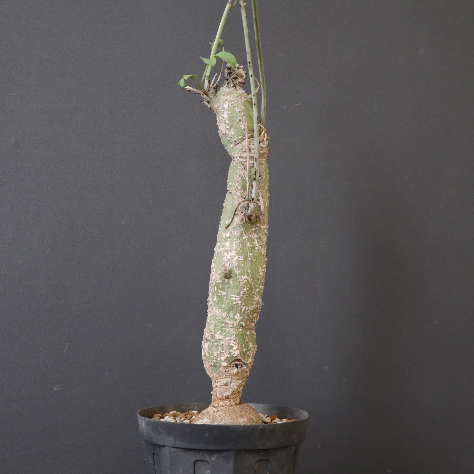 A.アクレアータ 5 – TaiShoDo ONLINE SHOP