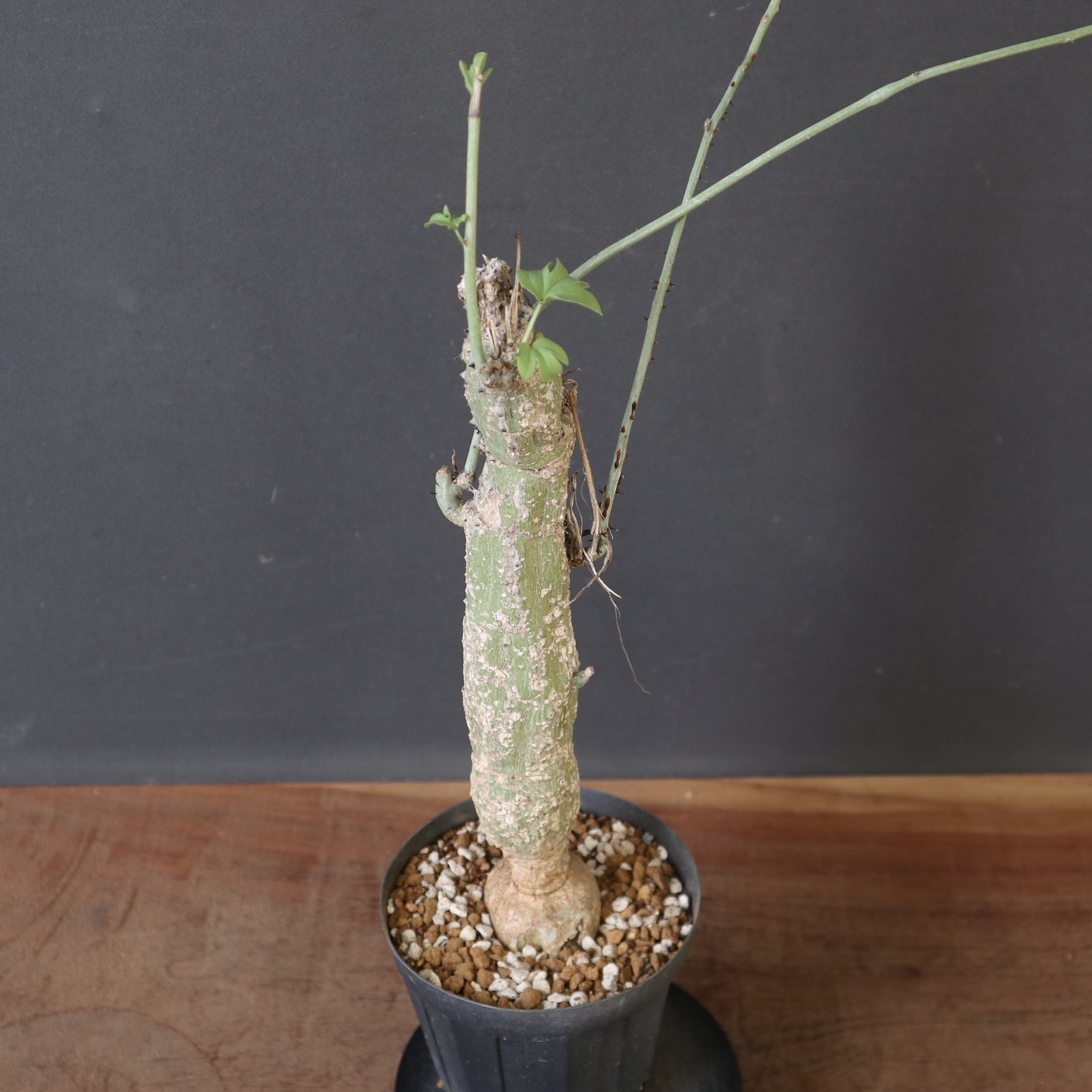 A.アクレアータ 5 – TaiShoDo ONLINE SHOP