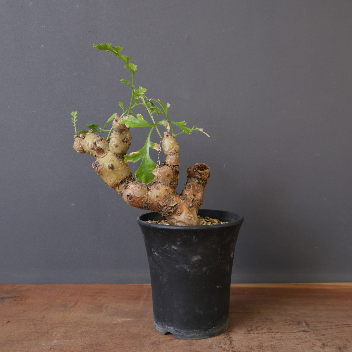 塊根植物 – 18ページ目 – TaiShoDo ONLINE SHOP