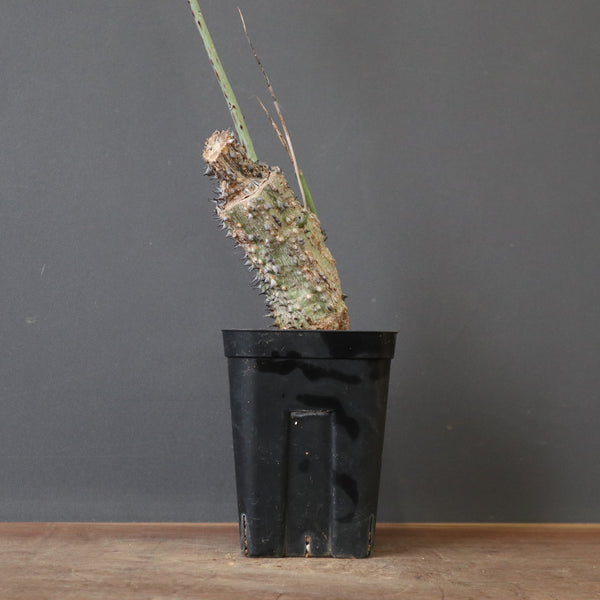 A.アクレアータ 35 – TaiShoDo ONLINE SHOP