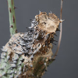 A.アクレアータ 35
