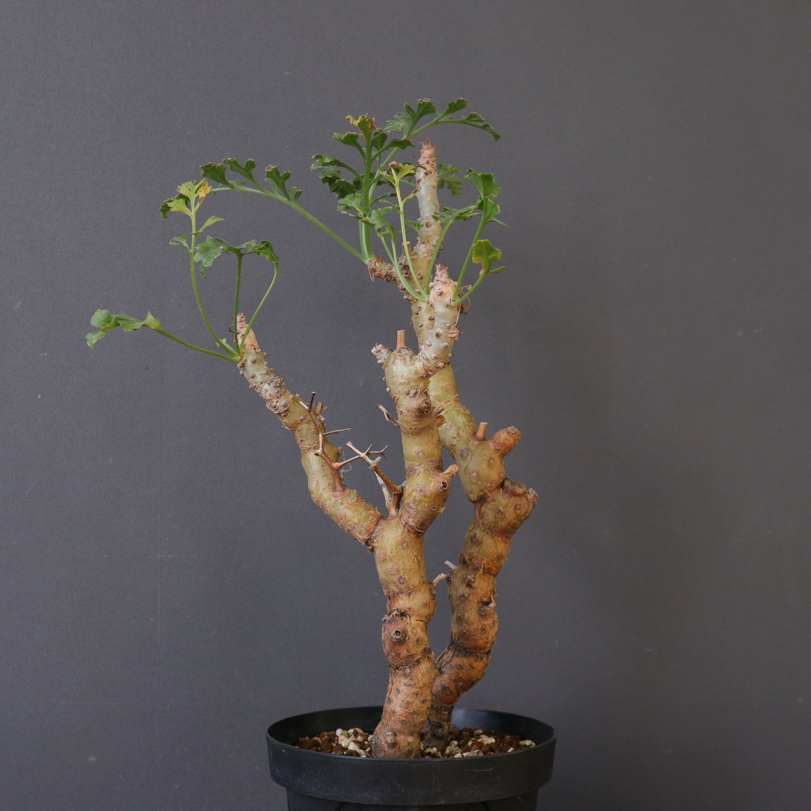 P.クリズミフォリウム EC1099 – TaiShoDo ONLINE SHOP