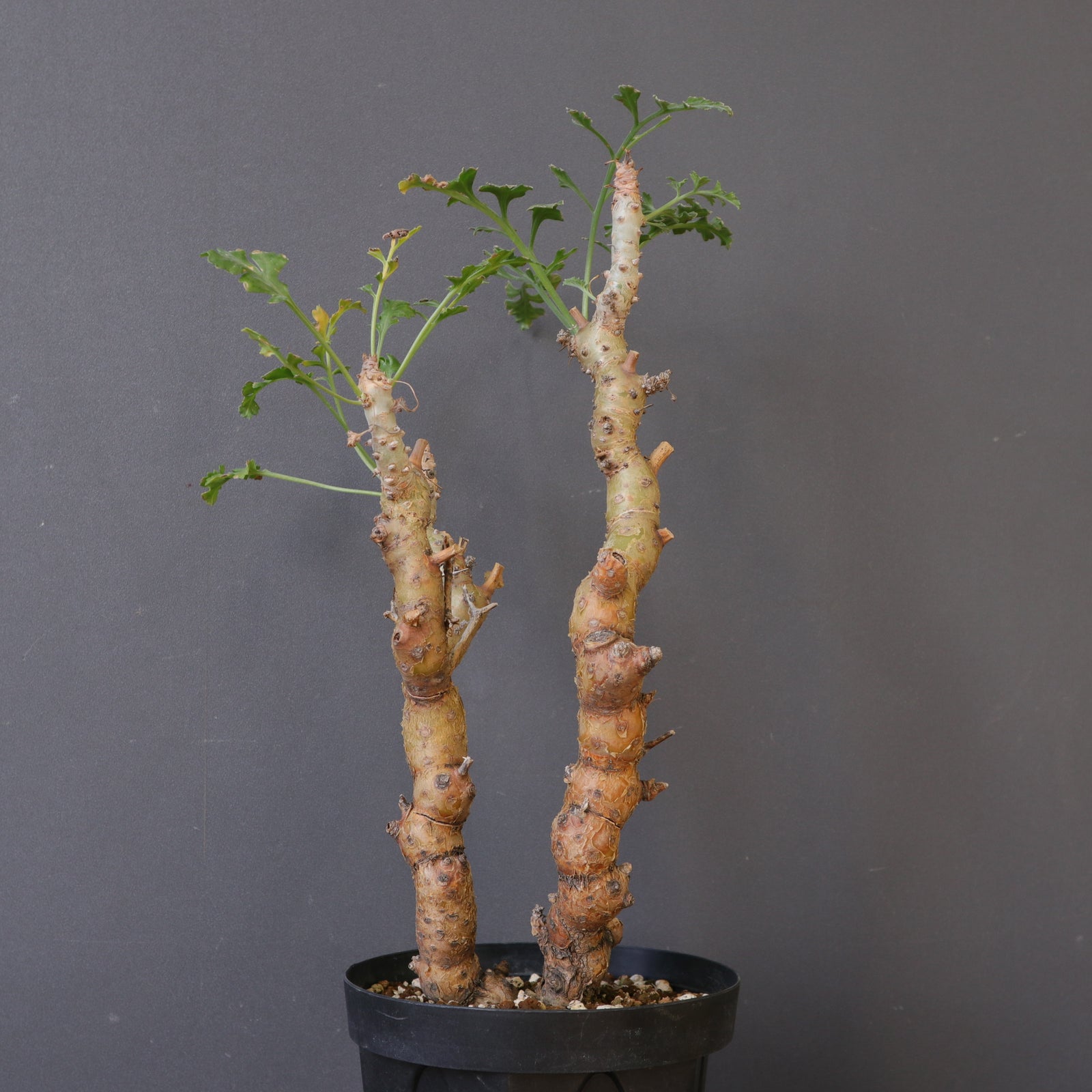 P.クリズミフォリウム EC1099 – TaiShoDo ONLINE SHOP
