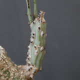 A.アクレアータ 4