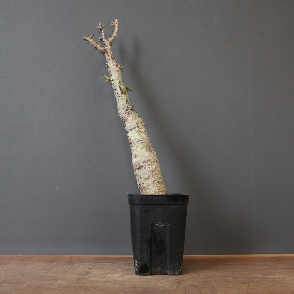 A.アクレアータ 79 – TaiShoDo ONLINE SHOP