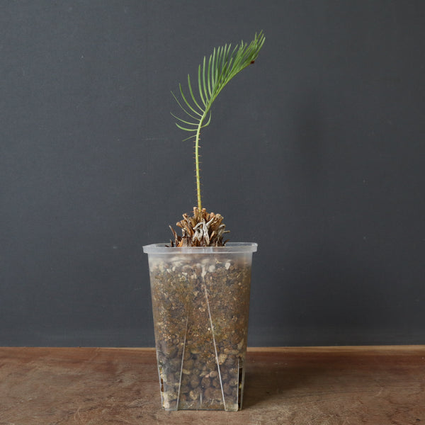 サイカス・カイルンシアナ 2 – TaiShoDo ONLINE SHOP