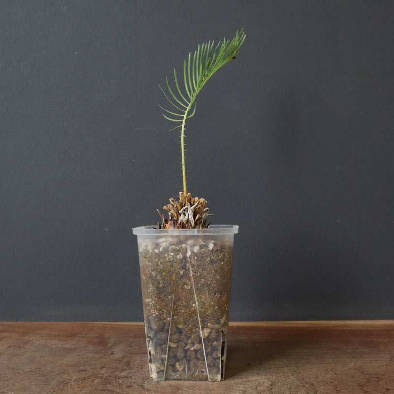 サイカス　コッツシアーナ サイカス コッツシアーナ | GREEN LUCK