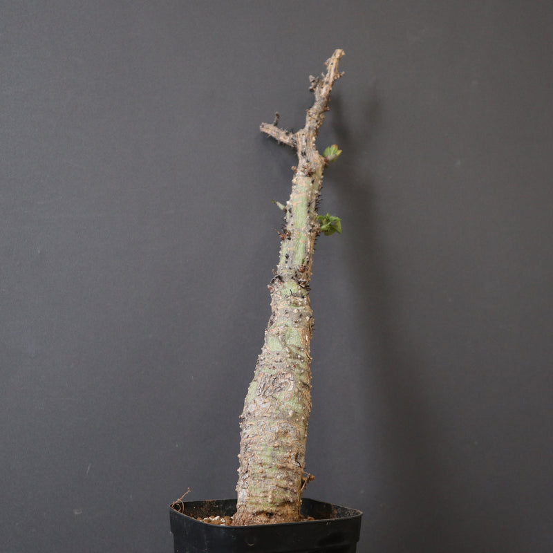A.アクレアータ 79 – TaiShoDo ONLINE SHOP