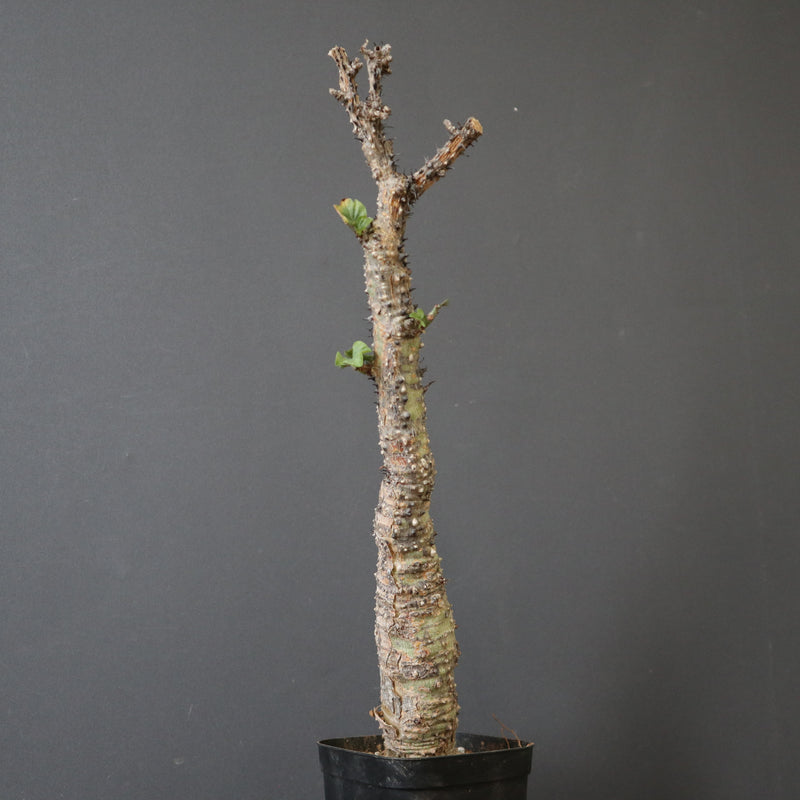 A.アクレアータ 79 – TaiShoDo ONLINE SHOP