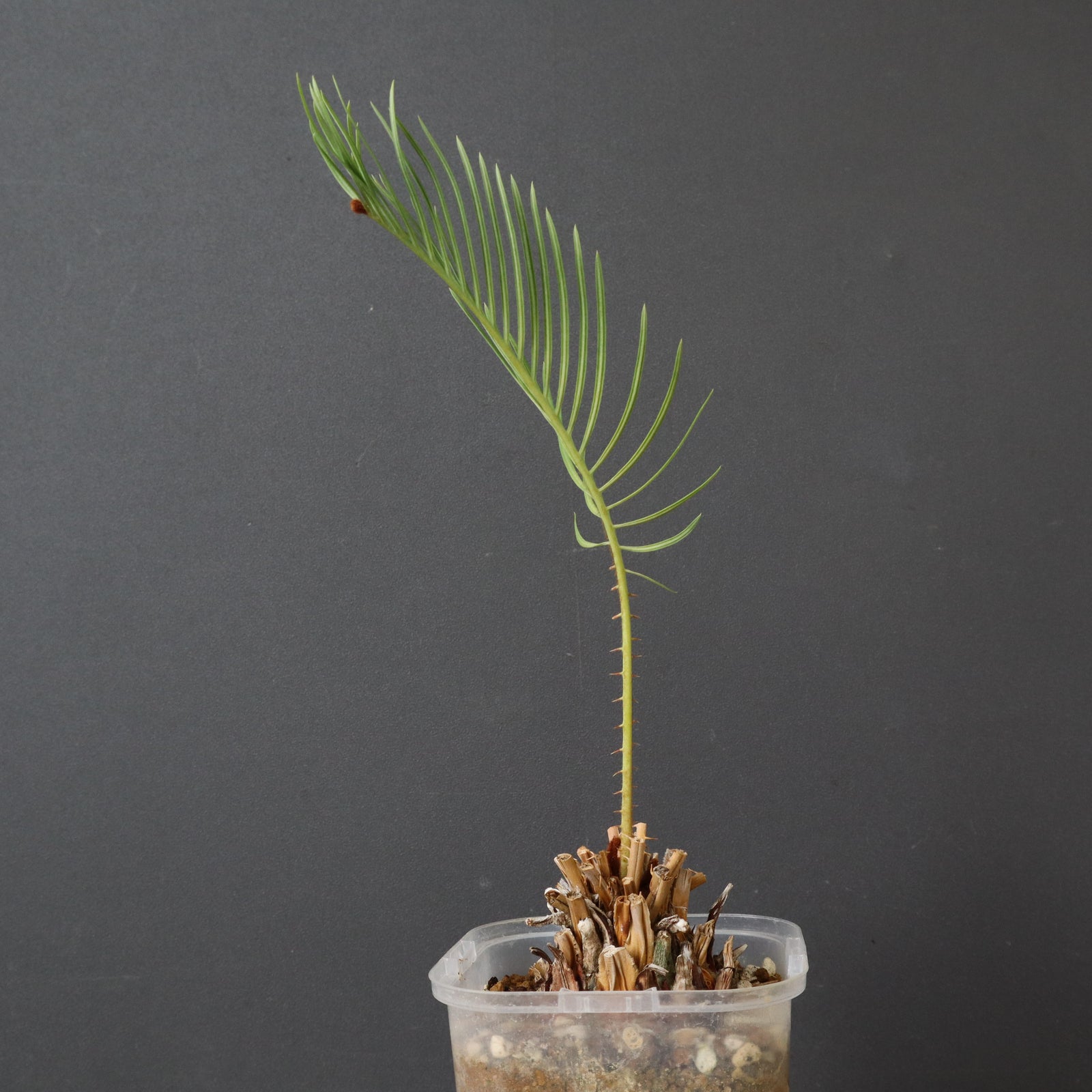 サイカス　カイルンシアナ　2ヘッド サイカス カイルンシアナ 2ヘッド KN サイカス(ソテツ属