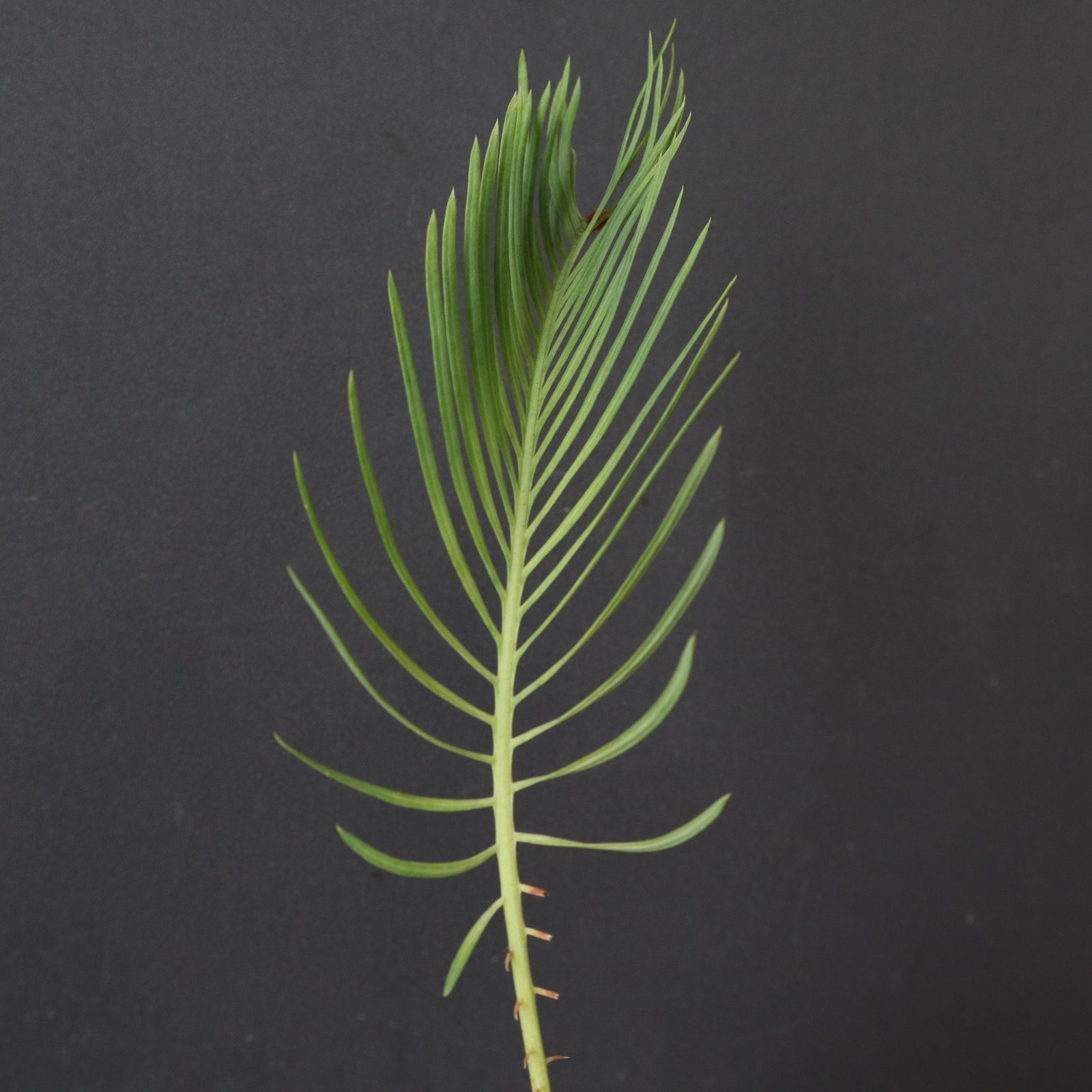 サイカス　カイルンシアナ　2ヘッド サイカス カイルンシアナ 2ヘッド KN サイカス(ソテツ属