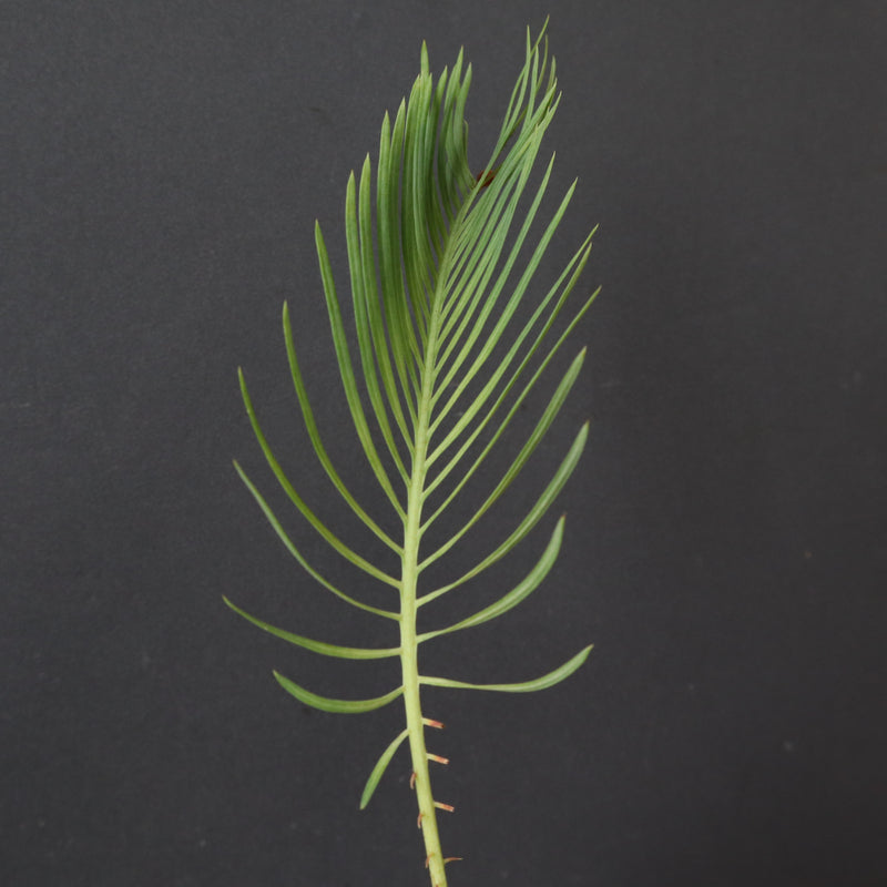 サイカス カイルンシアナ 2ヘッド サイカス カイルンシアナ 2ヘッド