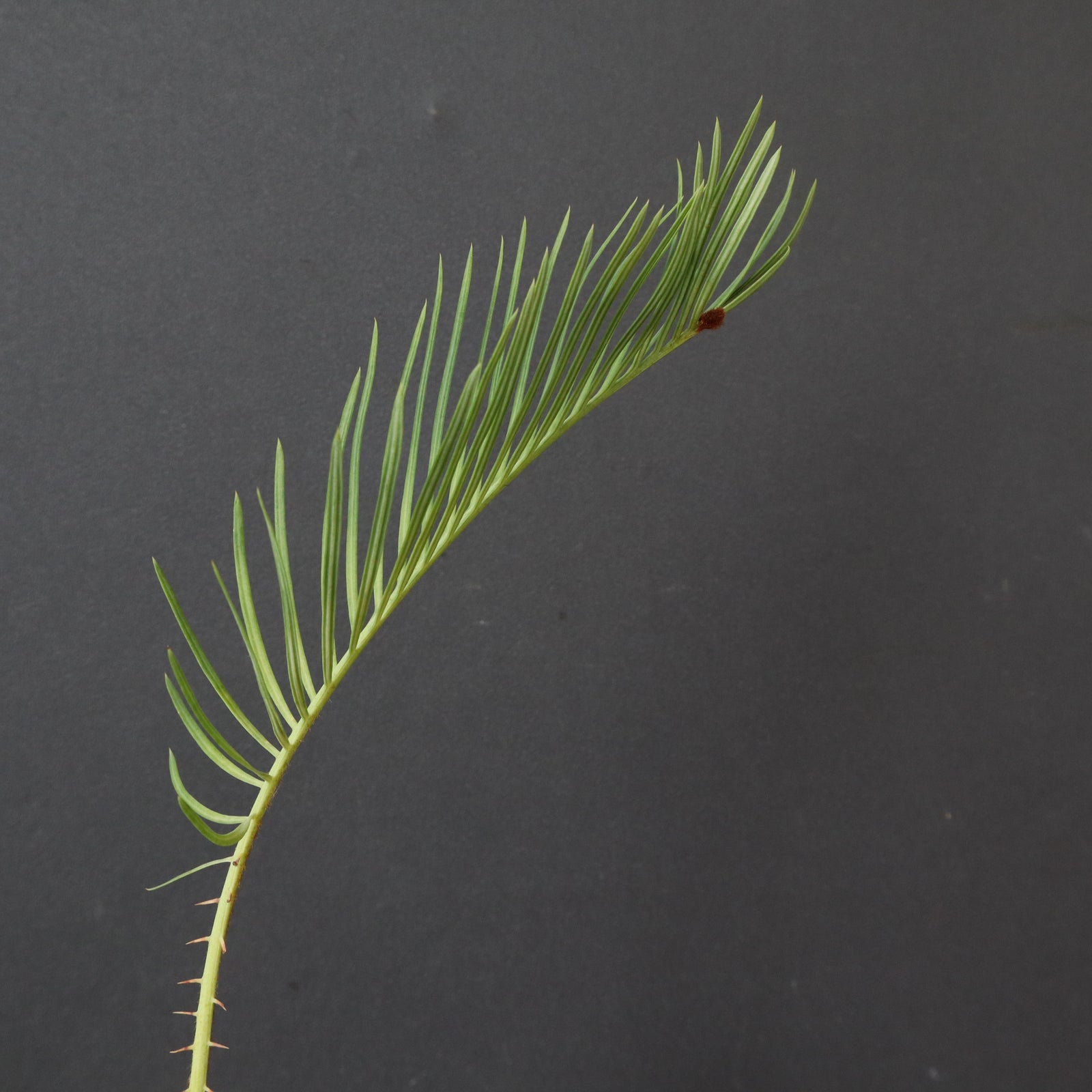 サイカス カイルンシアナ 2ヘッド サイカス・カイルンシアナ 2