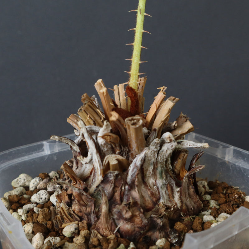 サイカス カイルンシアナM2 サイカス・カイルンシアナ 2 – TaiShoDo