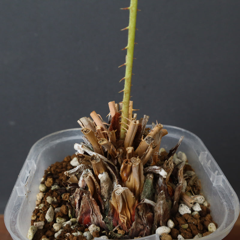 サイカス　カイルンシアナ　2ヘッド サイカス・カイルンシアナ 2 – TaiShoDo ONLINE SHOP