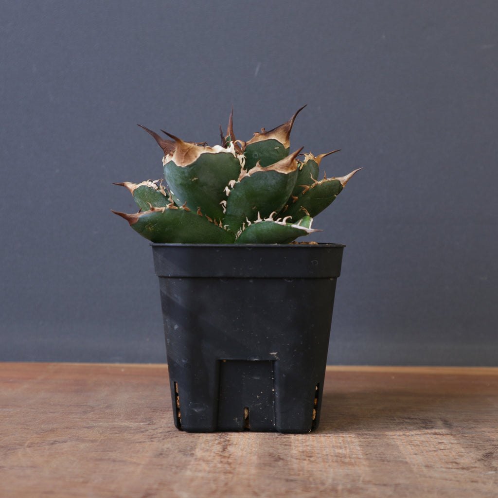 DRAGON AGAVE】アガベ 精品 緑犀牛 EC1439 – TaiShoDo ONLINE SHOP