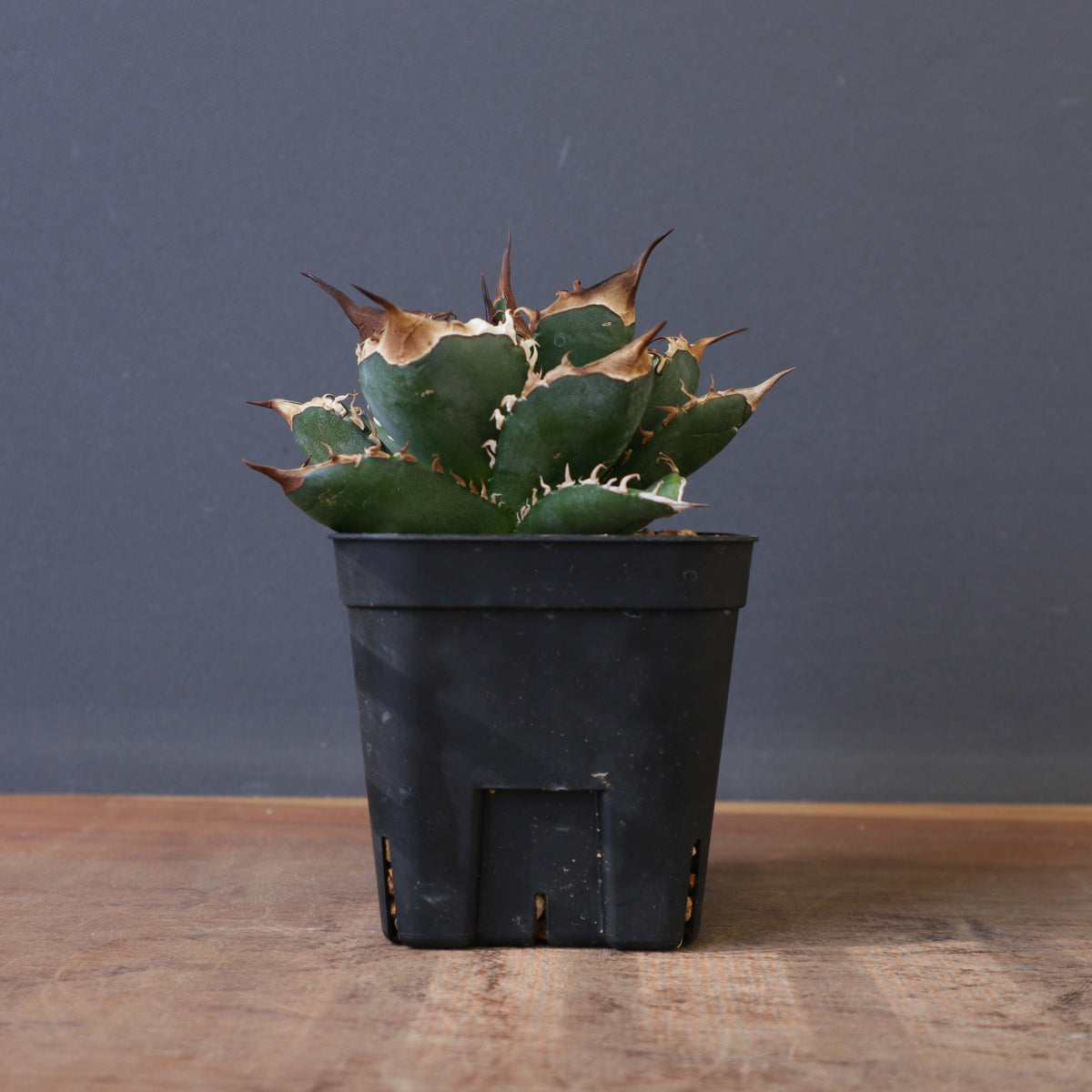 Dragon Agave – TaiShoDo ONLINE SHOP