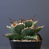 【DRAGON AGAVE】アガベ 精品 緑犀牛 EC1439