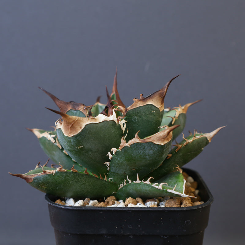 DRAGON AGAVE】アガベ 精品 緑犀牛 EC1439 – TaiShoDo ONLINE SHOP