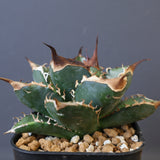 【DRAGON AGAVE】アガベ 精品 緑犀牛 EC1439