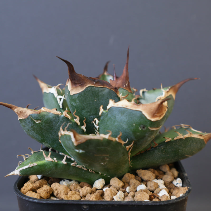 【Dragon Agave産】AGAVE TITANOTA 緑犀牛 DRAGON AGAVE】アガベ 精品 緑犀牛 EC1439 – TaiShoDo ONLINE SHOP