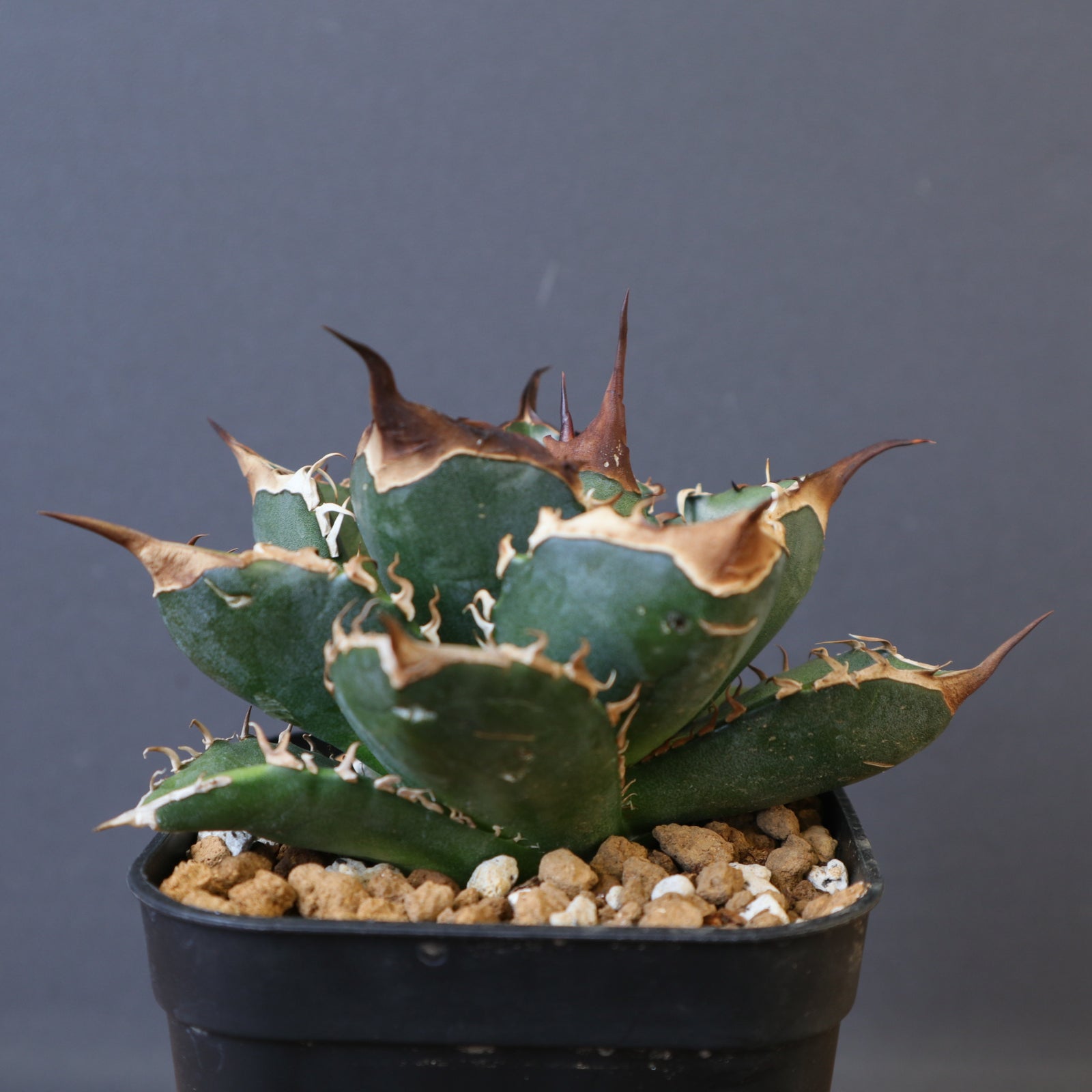 DRAGON AGAVE】アガベ 精品 緑犀牛 EC1439 – TaiShoDo ONLINE SHOP