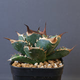 【DRAGON AGAVE】アガベ 精品 緑犀牛 EC1439