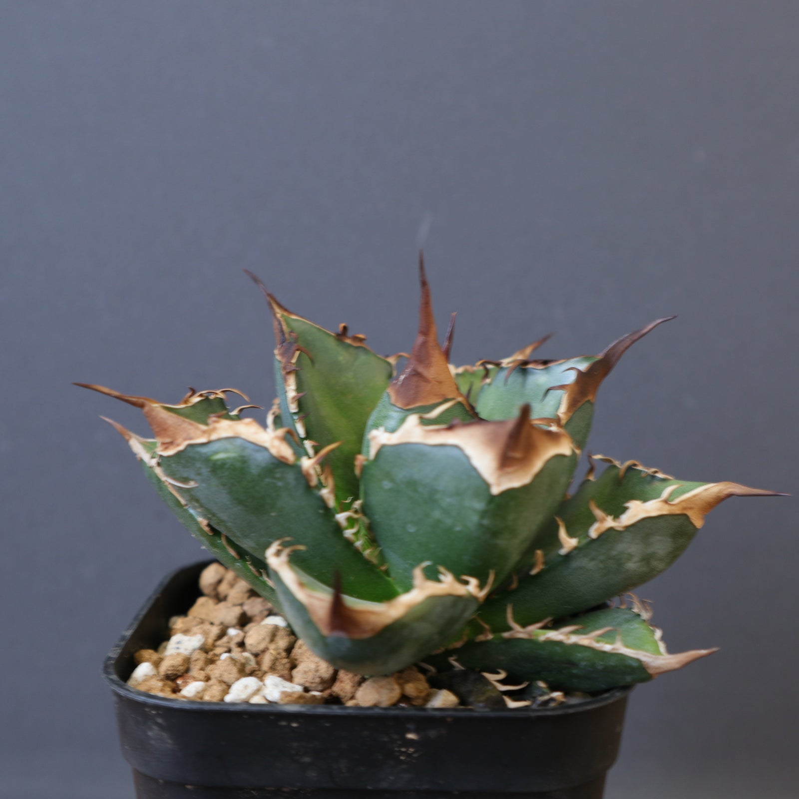 DRAGON AGAVE】アガベ 精品 緑犀牛 EC1439 – TaiShoDo ONLINE SHOP