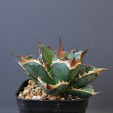 【DRAGON AGAVE】アガベ 精品 緑犀牛 EC1439