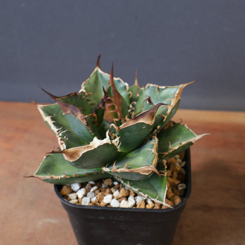 DRAGON AGAVE】アガベ 精品 緑犀牛 EC1439 – TaiShoDo ONLINE SHOP