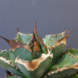 【DRAGON AGAVE】アガベ 精品 緑犀牛 EC1439
