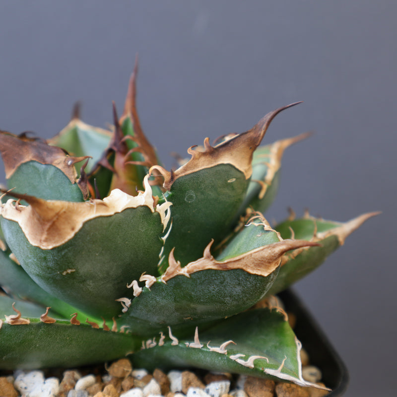 DRAGON AGAVE】アガベ 精品 緑犀牛 EC1439 – TaiShoDo ONLINE SHOP