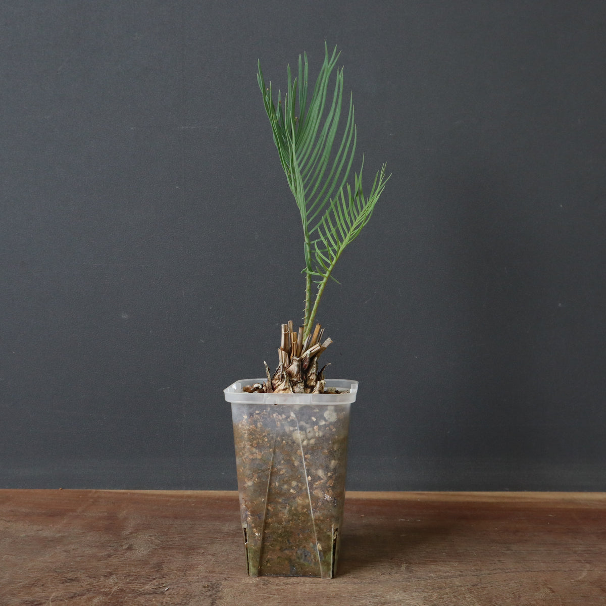 新商品 – 21ページ目 – TaiShoDo ONLINE SHOP