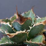 【DRAGON AGAVE】アガベ 精品 緑犀牛 EC1439