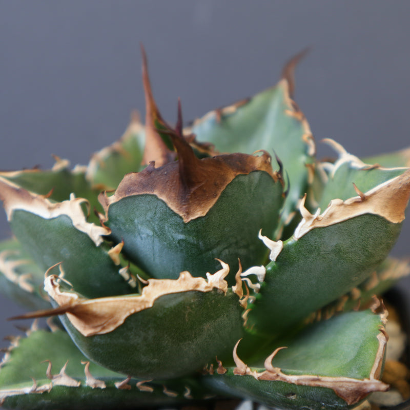DRAGON AGAVE】アガベ 精品 緑犀牛 EC1439 – TaiShoDo ONLINE SHOP