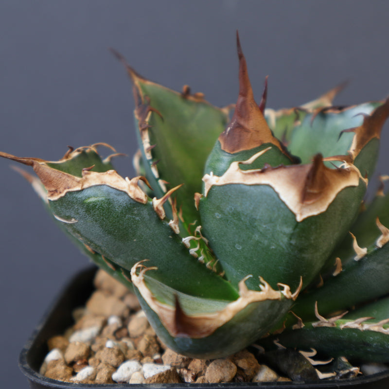 DRAGON AGAVE】アガベ 精品 緑犀牛 EC1439 – TaiShoDo ONLINE SHOP