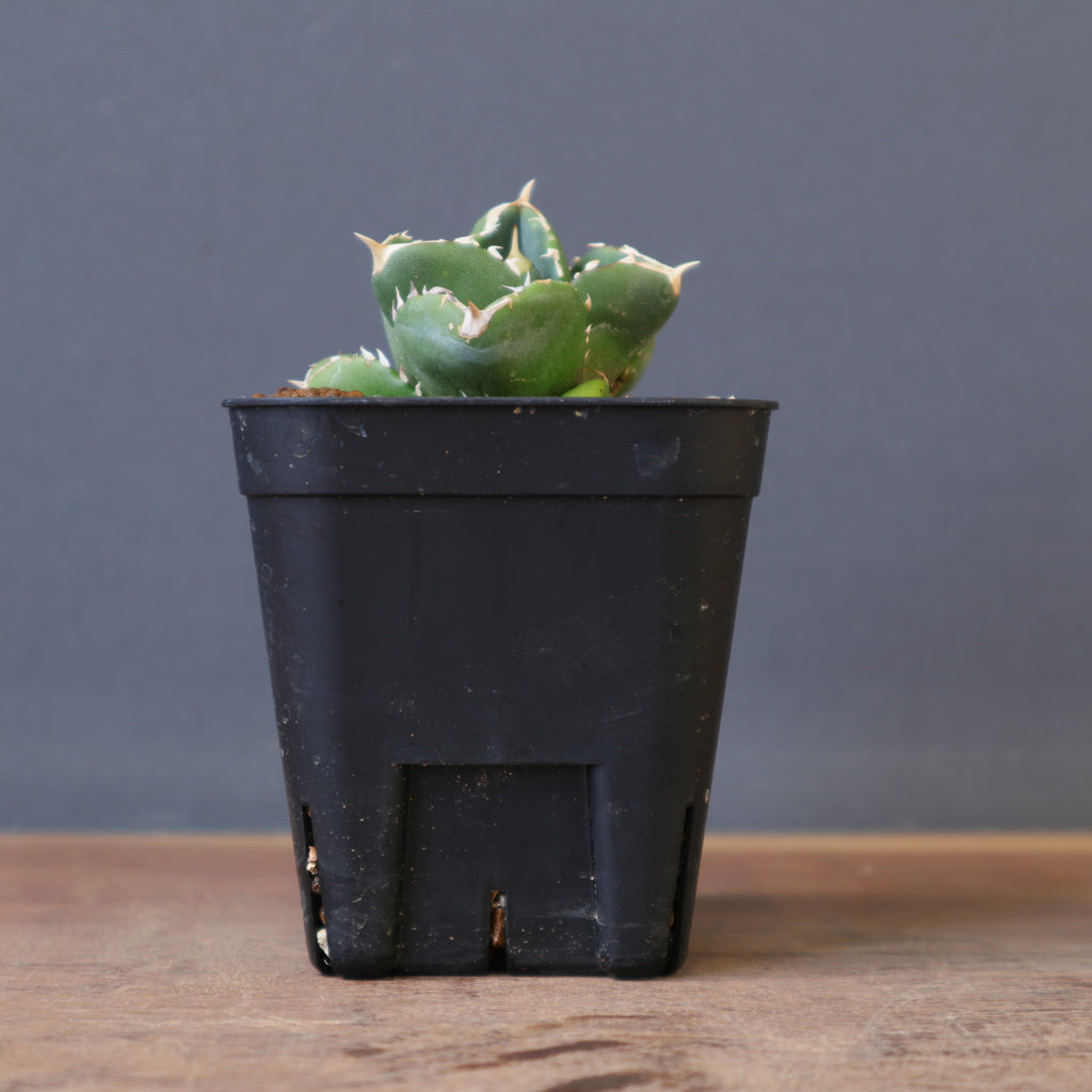 DRAGON AGAVE】アガベ 達摩 EC1441 – TaiShoDo ONLINE SHOP