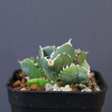 【DRAGON AGAVE】アガベ 達摩 EC1441