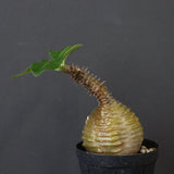 P.ウィンゾリー 40