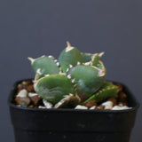 【DRAGON AGAVE】アガベ 達摩 EC1441