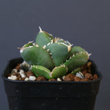 【DRAGON AGAVE】アガベ 達摩 EC1441