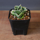 【DRAGON AGAVE】アガベ 達摩 EC1441