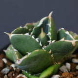 【DRAGON AGAVE】アガベ 達摩 EC1441