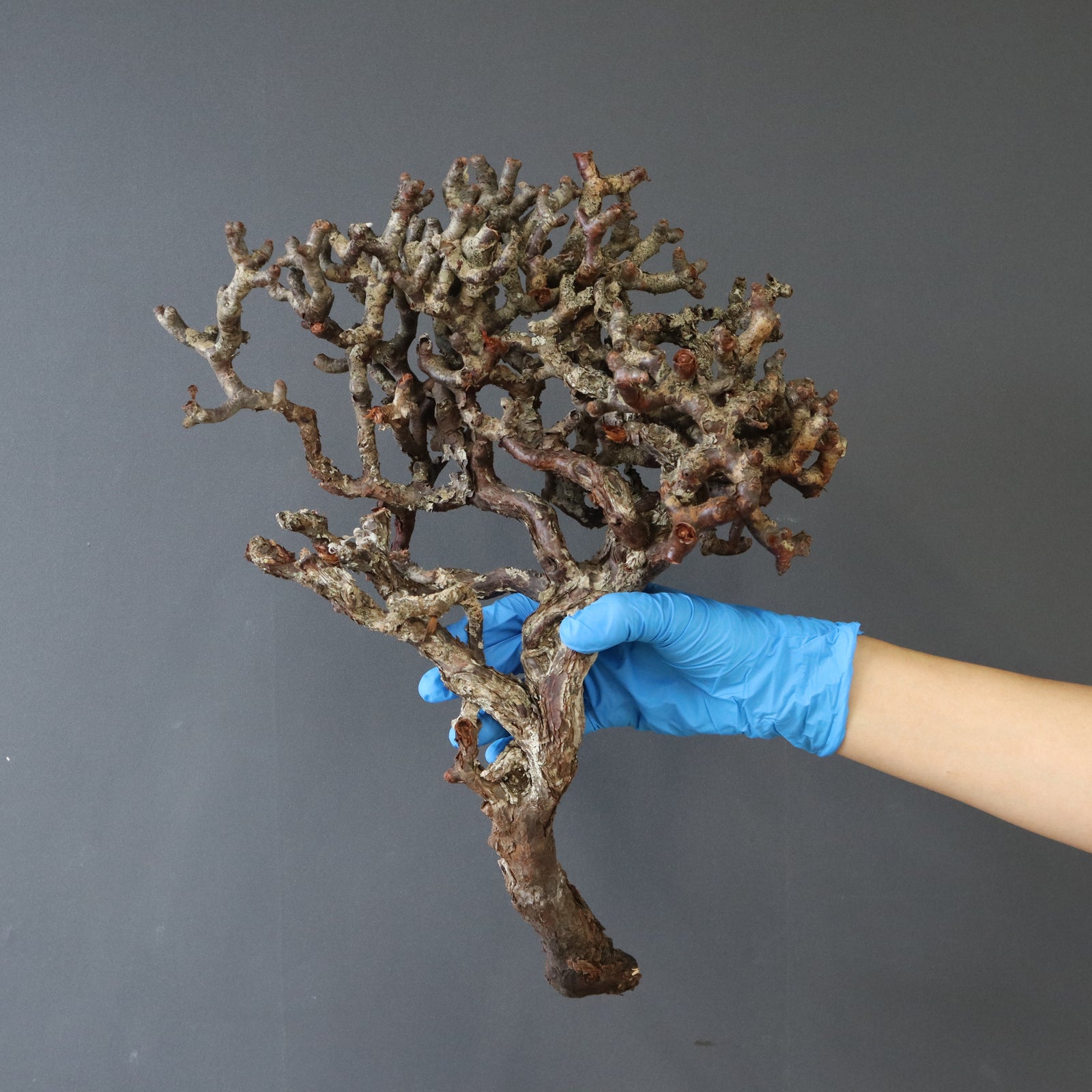 ベアルート】P.ミラビレ EC910 – TaiShoDo ONLINE SHOP