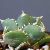 【DRAGON AGAVE】アガベ 達摩 EC1441