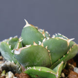 【DRAGON AGAVE】アガベ 達摩 EC1441