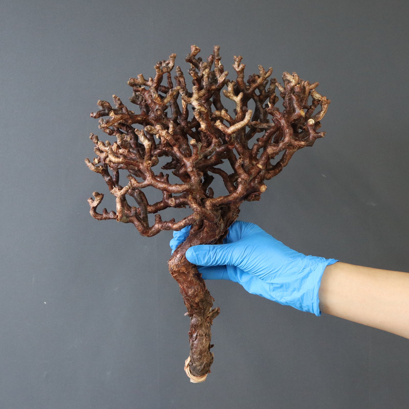 ベアルート】P.ミラビレ EC911 – TaiShoDo ONLINE SHOP