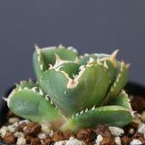 【DRAGON AGAVE】アガベ 達摩 EC1442